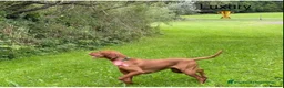 Hungarian Vizsla dogs for sale: KC Registered Vizsla Boy-Family Pet-J-2026-Litter - Advert 10