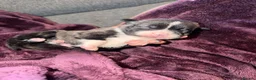 American Bull Staffy dogs for sale: Blue american staffies in Skelmersdale - Advert 5