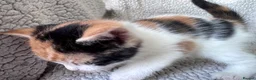 Mixed Breed cats for sale: 8 Beautiful mixed breed kittens looking for a home - Advert 9