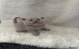 British Shorthair cats for sale: GCCF British shorthair lilac male kitten  - Image 2