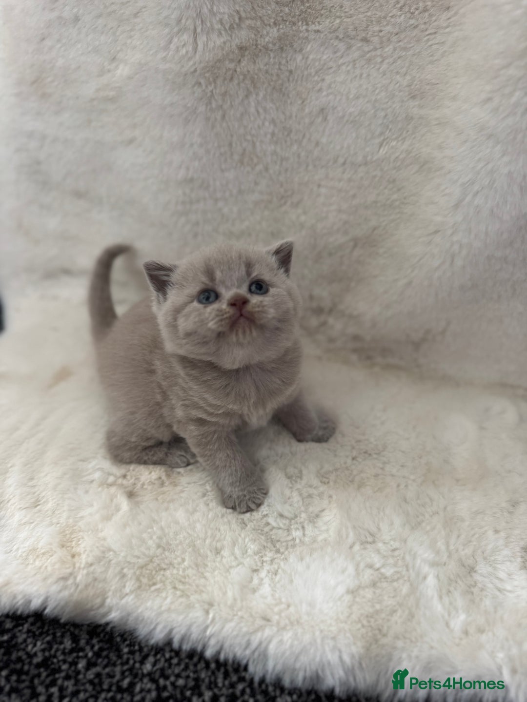 British Shorthair cats for sale: GCCF British shorthair lilac male kitten  - Image 2
