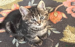 British Shorthair cats for sale: Three full tabby kittens and one black kitten - Image 4