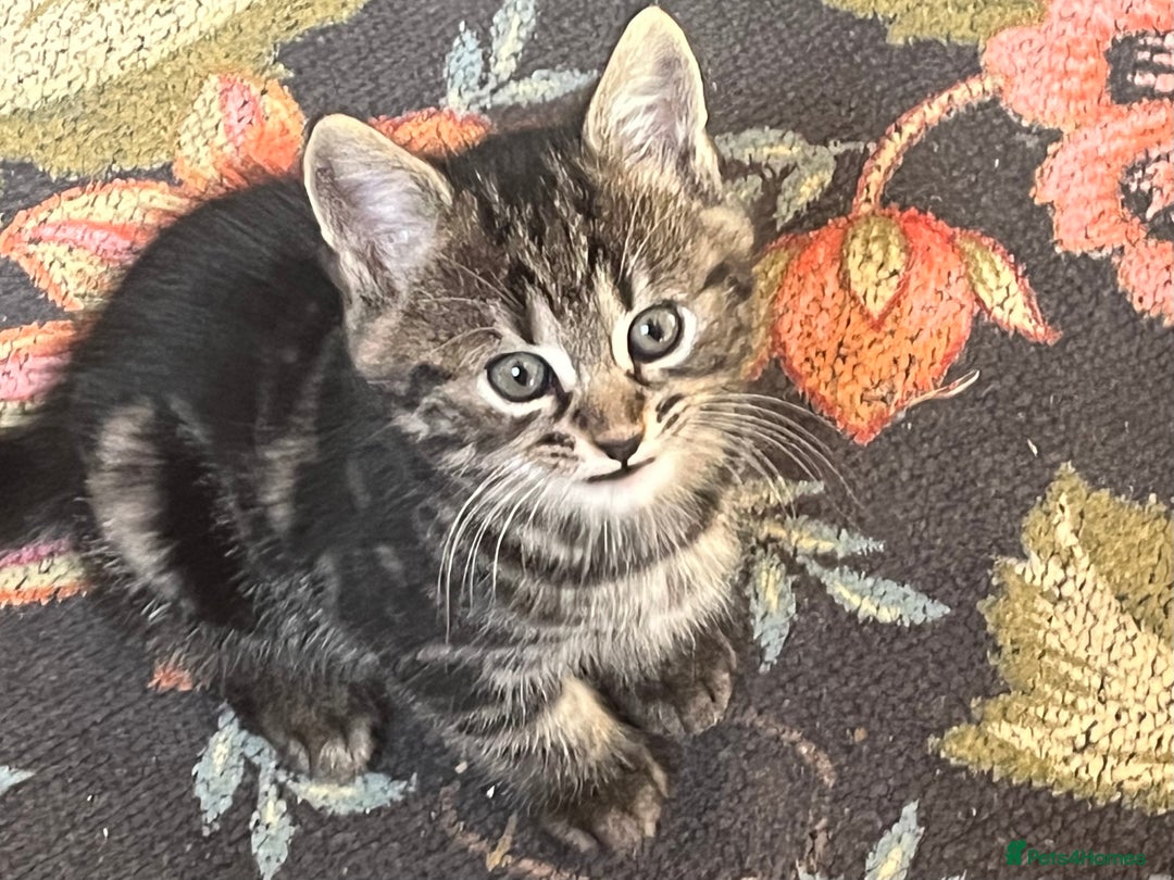 British Shorthair cats for sale: Three full tabby kittens and one black kitten - Image 4