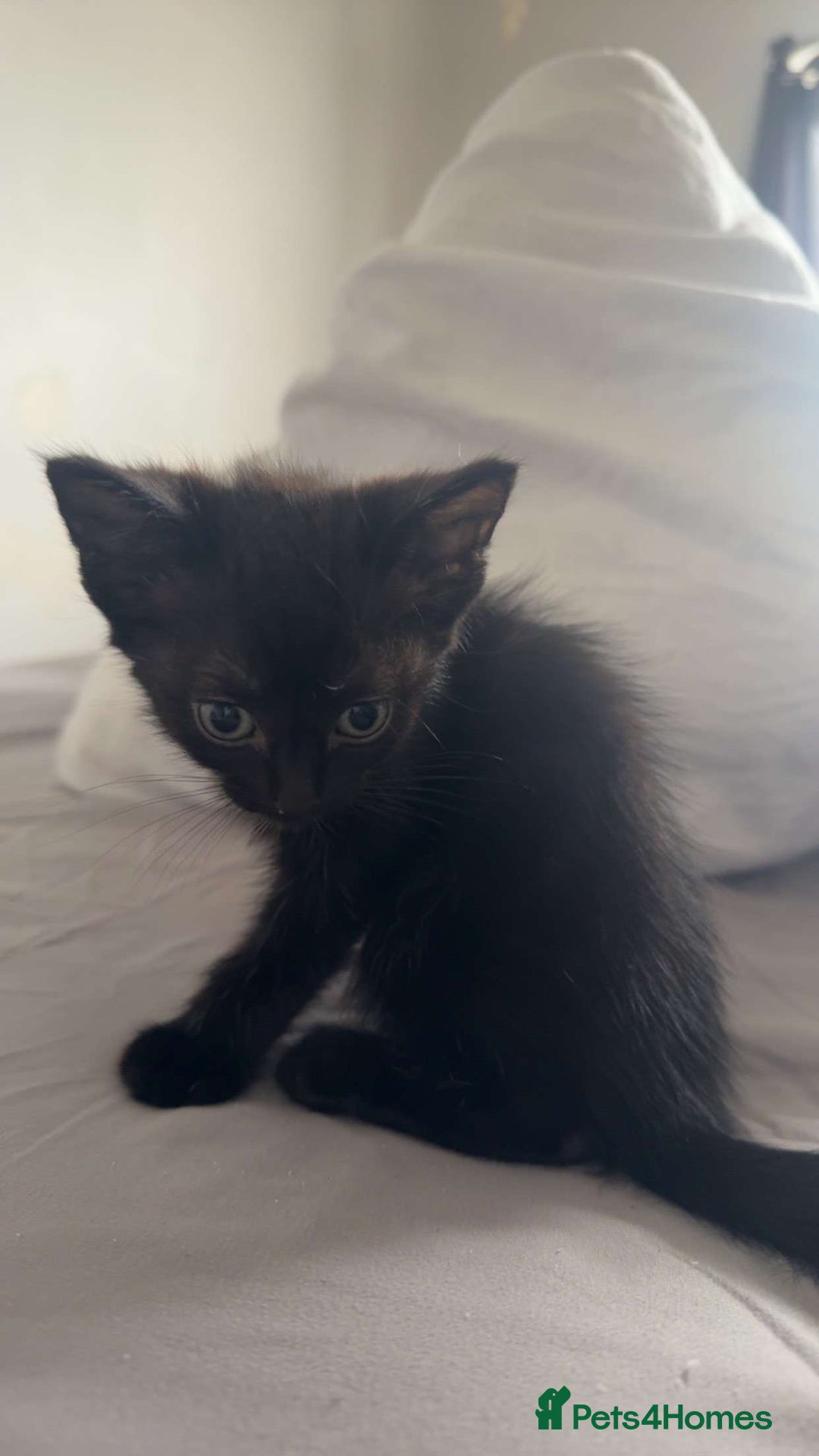Bengal cats for sale: £40 🐾Ready now Last bengal cross kitten 🐾 - Image 5