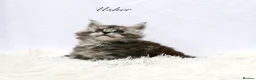 Maine Coon cats for sale: Beautiful Maine Coon kittens ( polydactyl)  - Advert 6