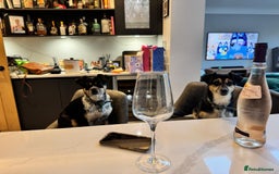 Mixed Breed dogs for adoption: Lolly and Poppy - Advert 13