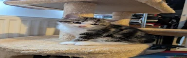 Kitten 2