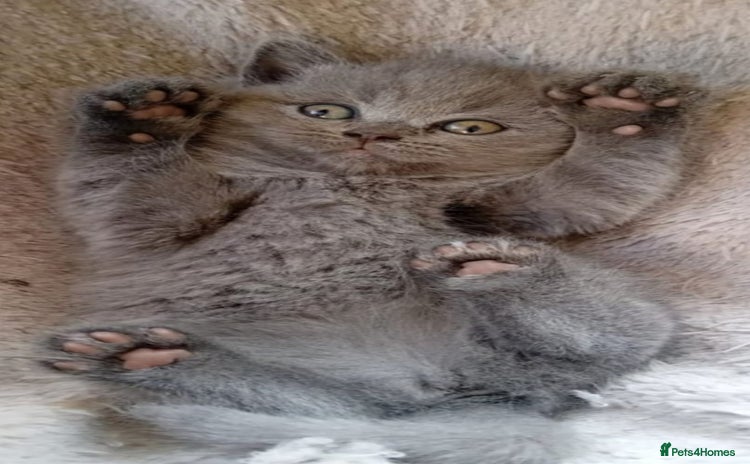 British Shorthair cats - Advert 11