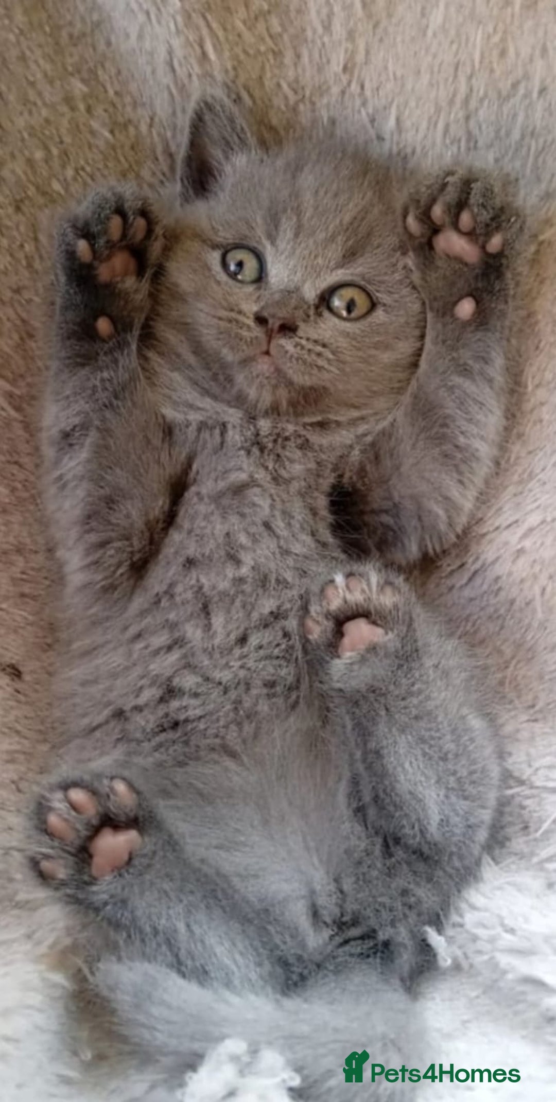British Shorthair cats for sale: British short hair  - Image 1
