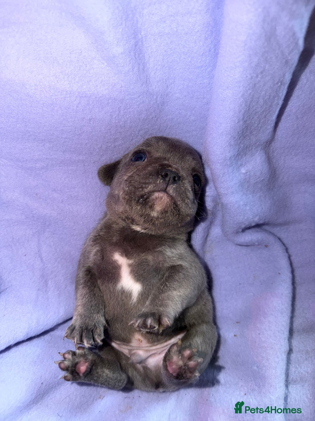 French Bulldog dogs for sale: French bulldog puppies  - Advert 21