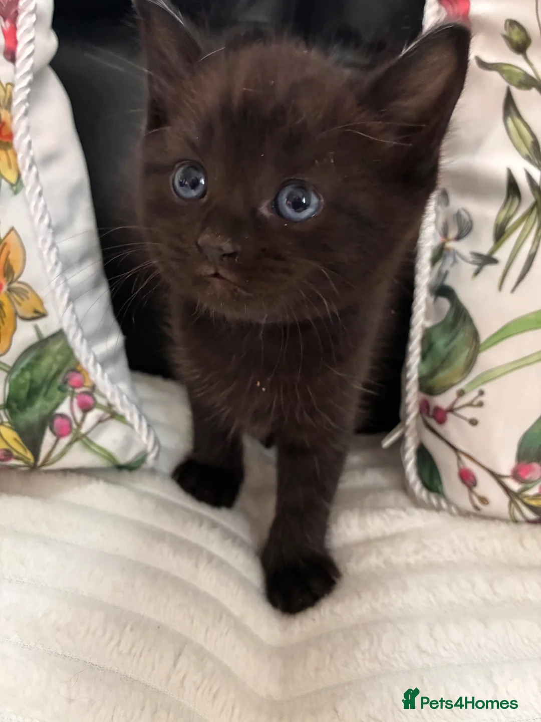 Mixed Breed cats for sale: Adorable kittens for sale  - Advert 17