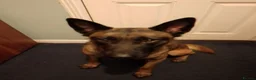 Mixed Breed dogs for sale: Belgium malinois  - Advert 3