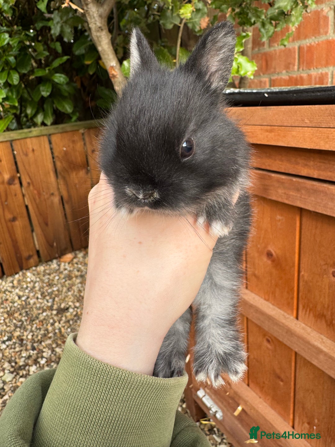 Netherland Dwarf rabbits for sale: Netherland dewarfs, ready to leave in 6 weeks  - Image 14