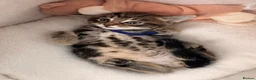 Mixed Breed cats for sale: Beautiful friendly well handled kittens - Advert 11