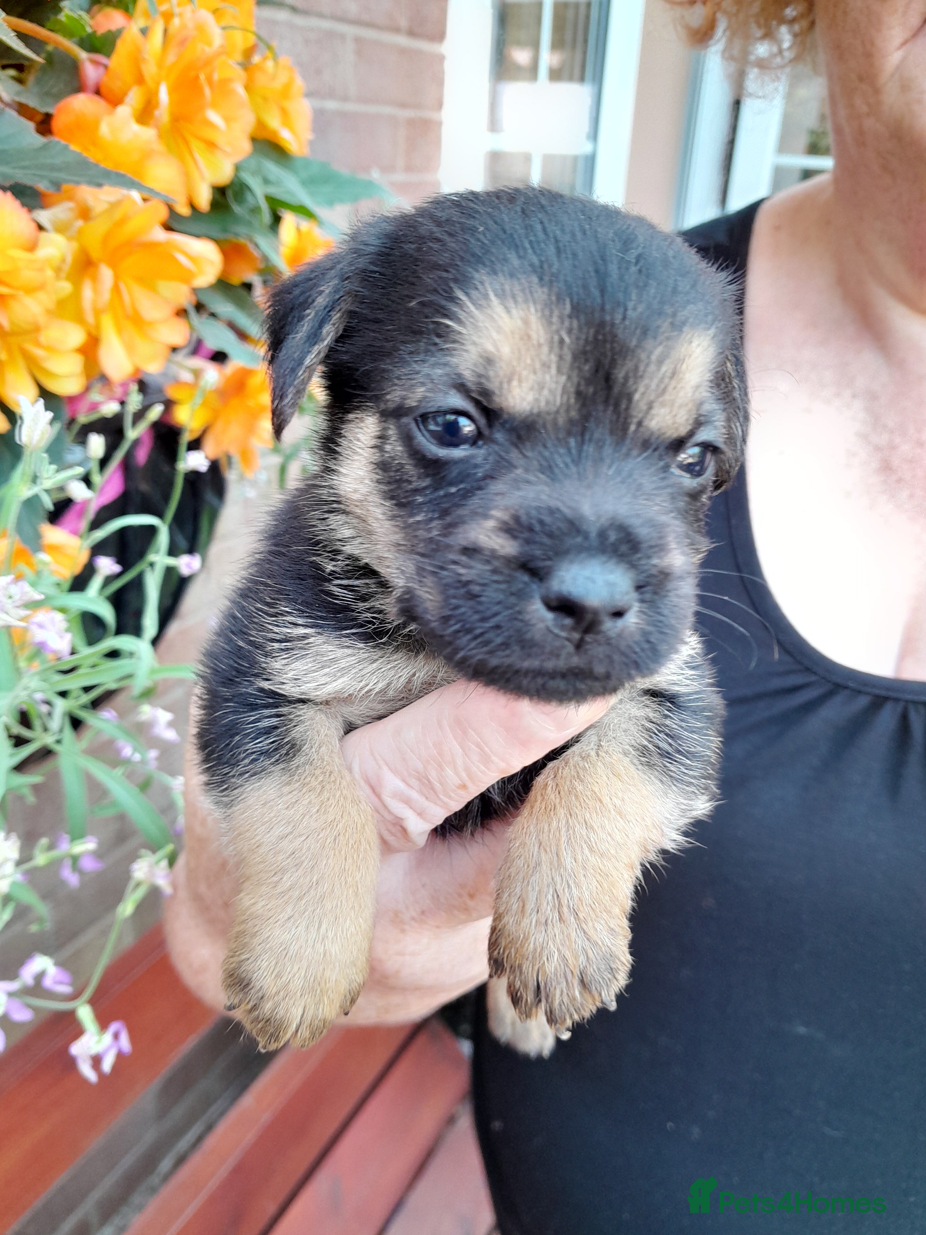 Mixed Breed dogs 6 lovely puppies 🐶 😍  - Advert 2