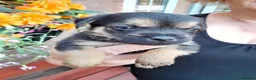 Mixed Breed dogs for sale: 6 lovely puppies 🐶 😍  - Advert 1