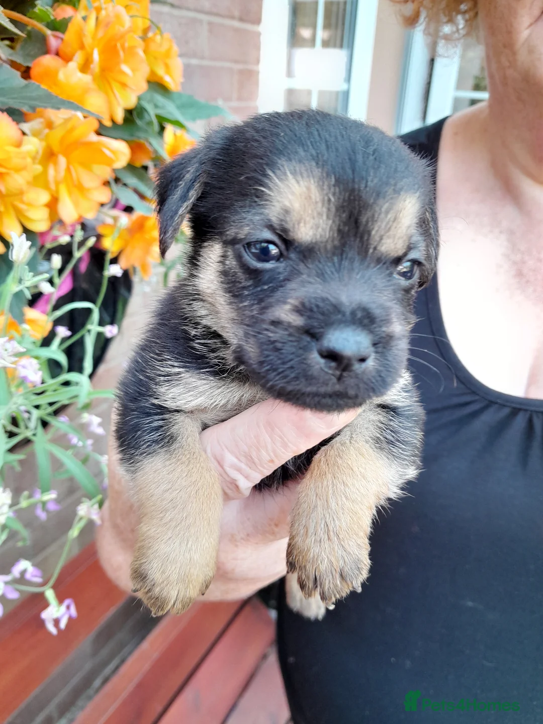 Mixed Breed dogs for sale: 6 lovely puppies 🐶 😍  - Advert 1