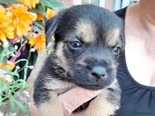 Mixed Breed dogs 6 lovely puppies 🐶 😍 - Advert 3