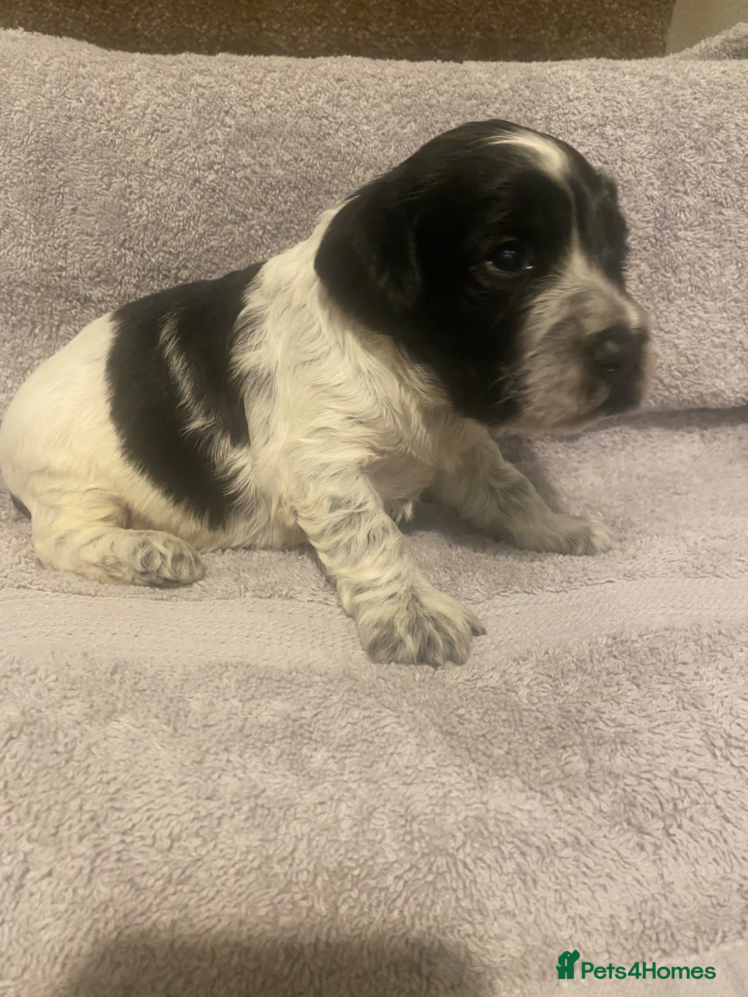 Cockapoo dogs Cockerpoo pups  - Advert 1