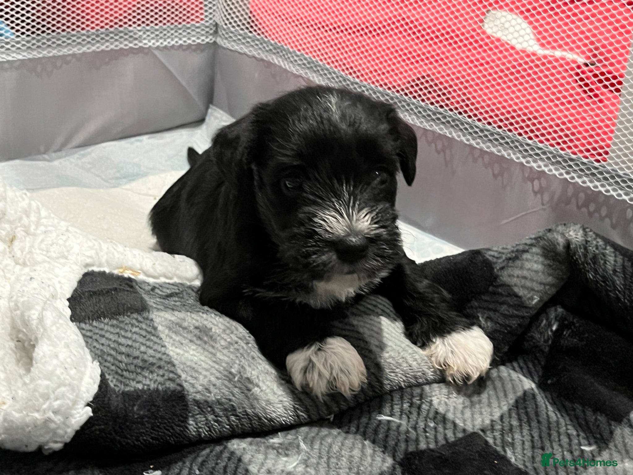 Miniature Schnauzer dogs Stunning KC reg black miniature schnauzer puppies - Advert 1