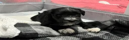 Miniature Schnauzer dogs for sale: Stunning KC reg black miniature schnauzer puppies - Advert 1