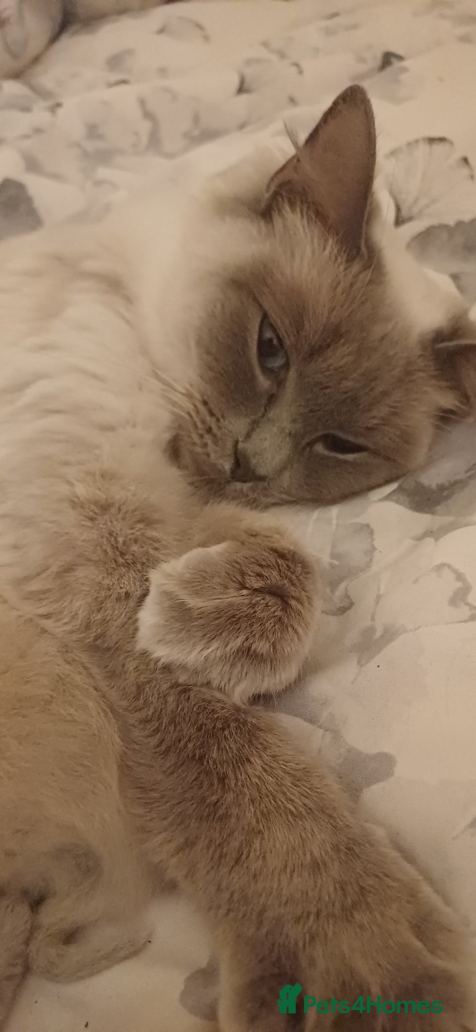 Ragdoll cats 6 gorgeous ragdoll kittens  - Advert 5