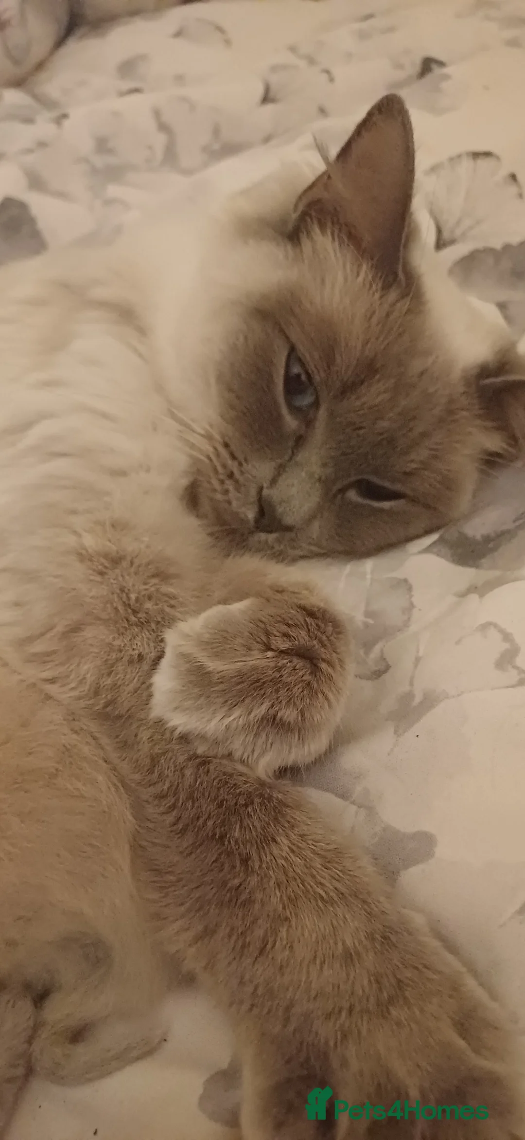 Ragdoll cats for sale: 6 gorgeous ragdoll kittens  in Blackburn - Advert 1