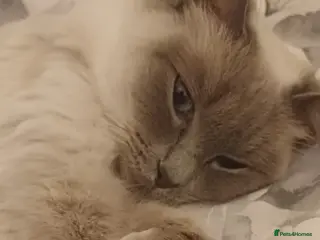 Ragdoll cats 6 gorgeous ragdoll kittens - Advert 5