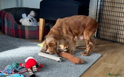 Cocker Spaniel dogs for sale: Handsome boys - Image 30