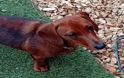 Miniature Dachshund dogs for sale: 10 month old girl - Image 3