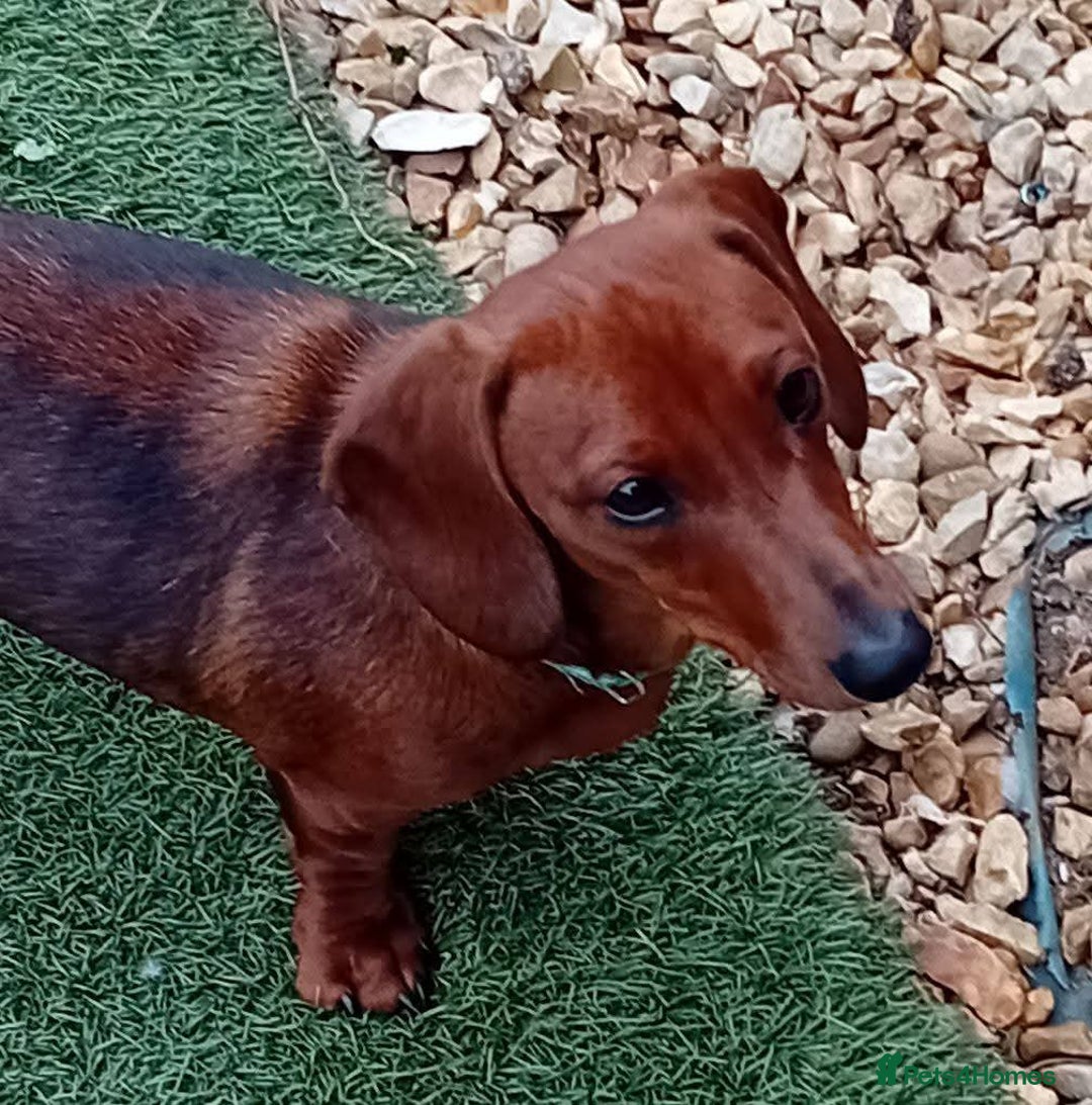 Miniature Dachshund dogs for sale: 10 month old girl - Image 3