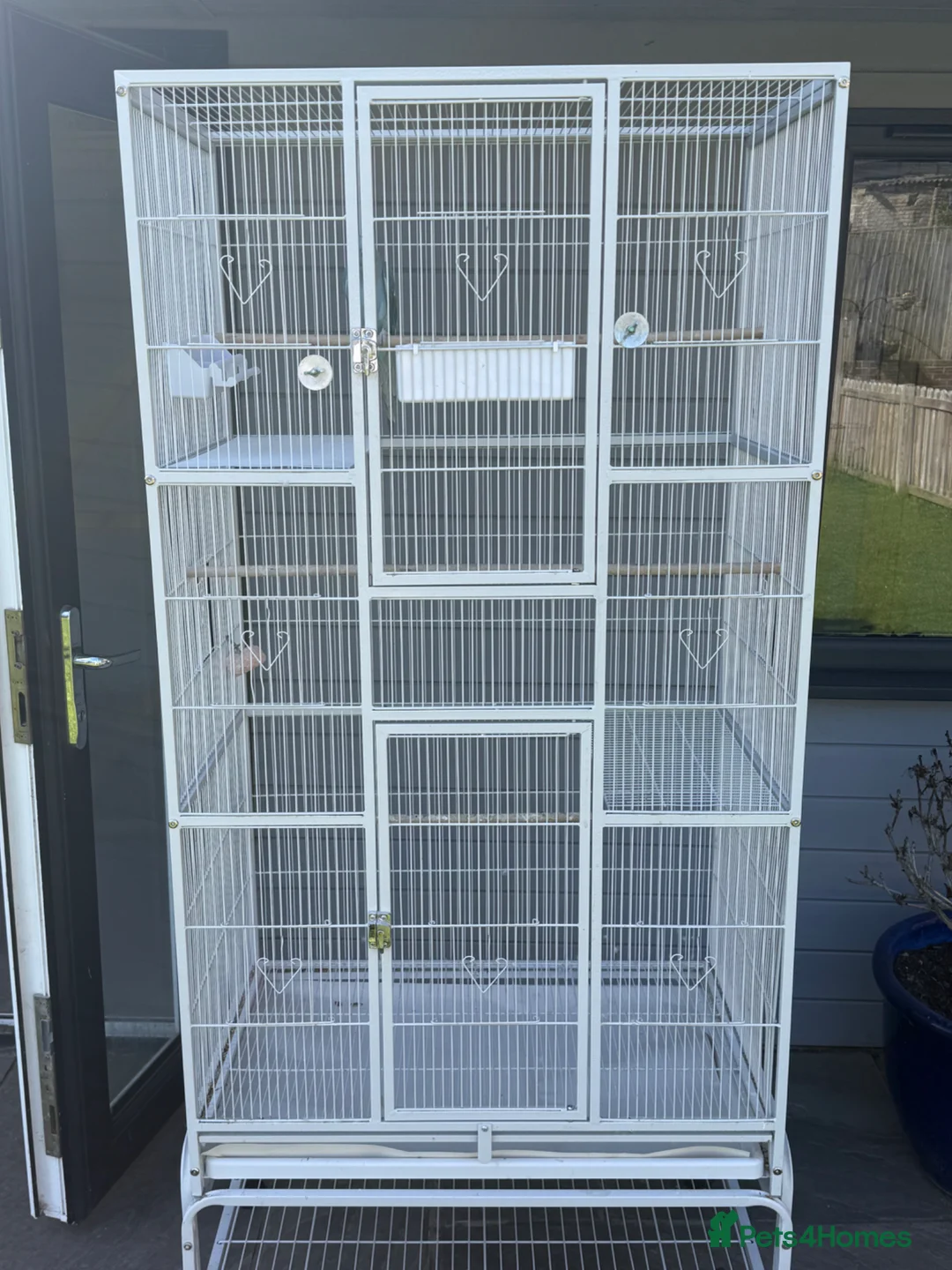 Ringnecks birds for sale: blue Indian ringneck  - Advert 5