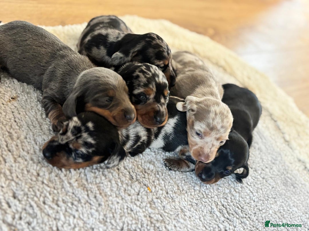 Dachshund dogs for sale: dogs  - Advert 3