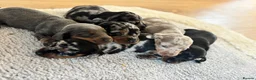 Dachshund dogs for sale: dogs  - Advert 3