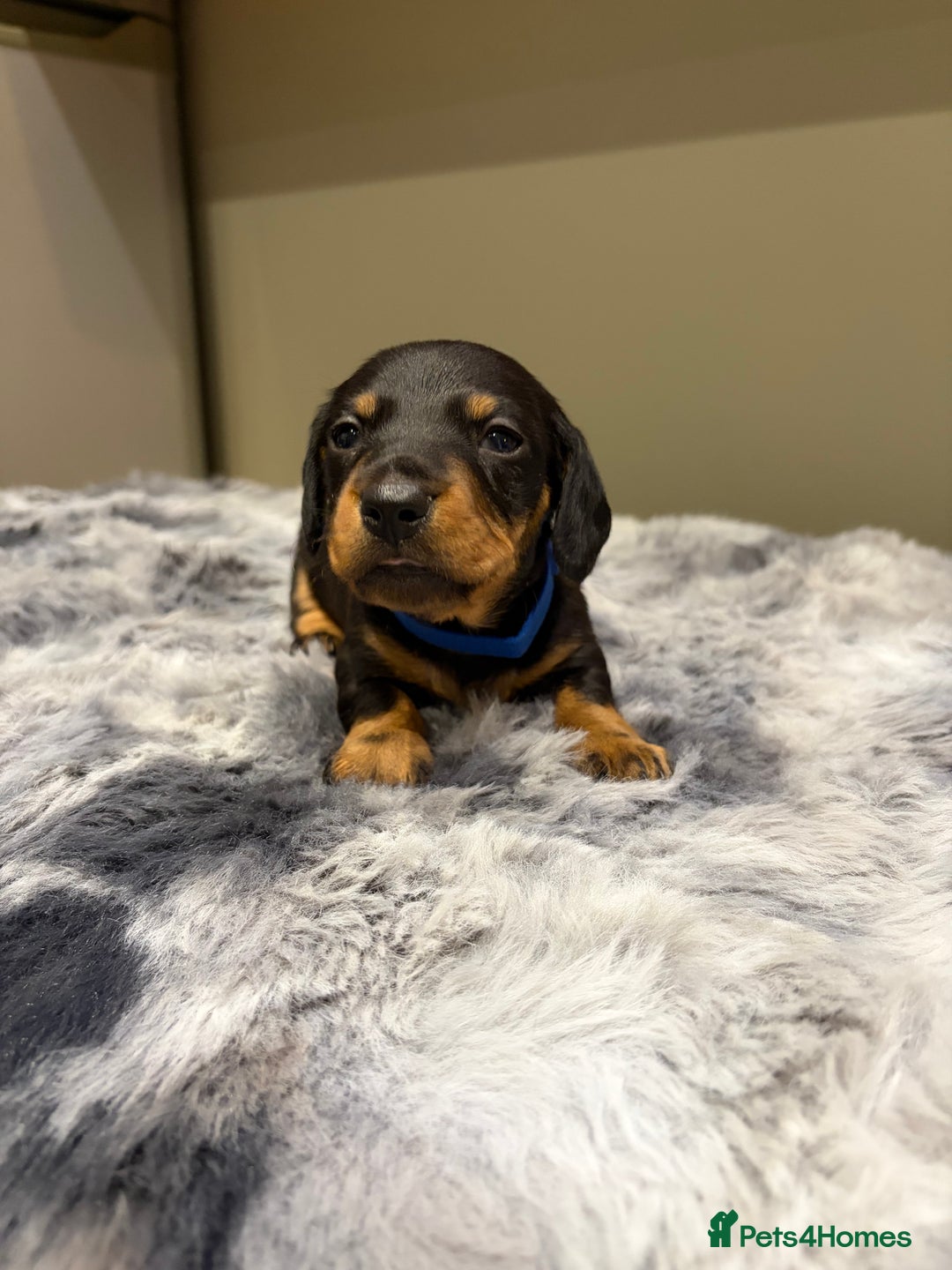 Dachshund dogs for sale: Dachshund puppies - Advert 5