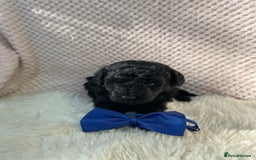 Mixed Breed dogs for sale: Hungarian puli cross miniature poodle puppies - Image 18