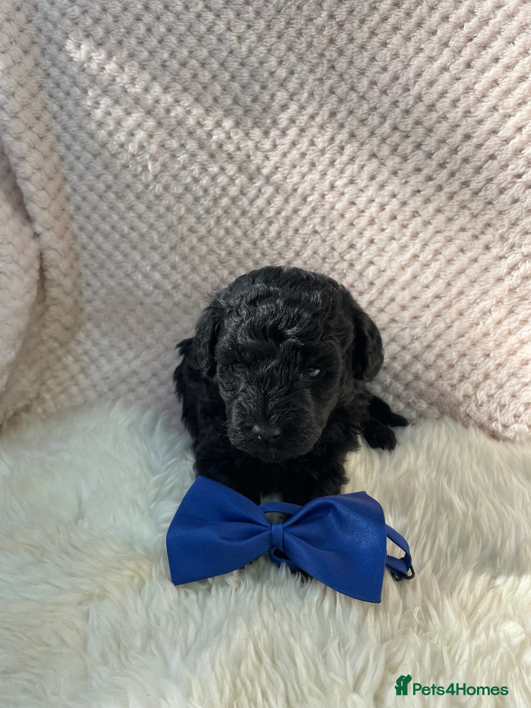 Mixed Breed dogs for sale: Hungarian puli cross miniature poodle puppies - Image 18