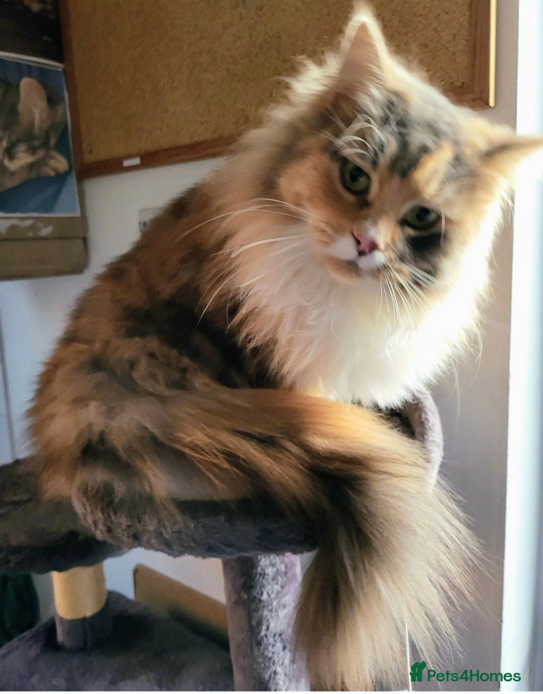 Maine Coon cats for sale: Loyal Main Coon  - Advert 1