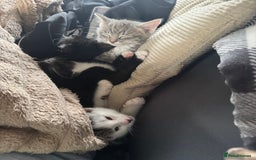 Mixed Breed cats for sale: 1 male grey and twin black girls  - Image 6