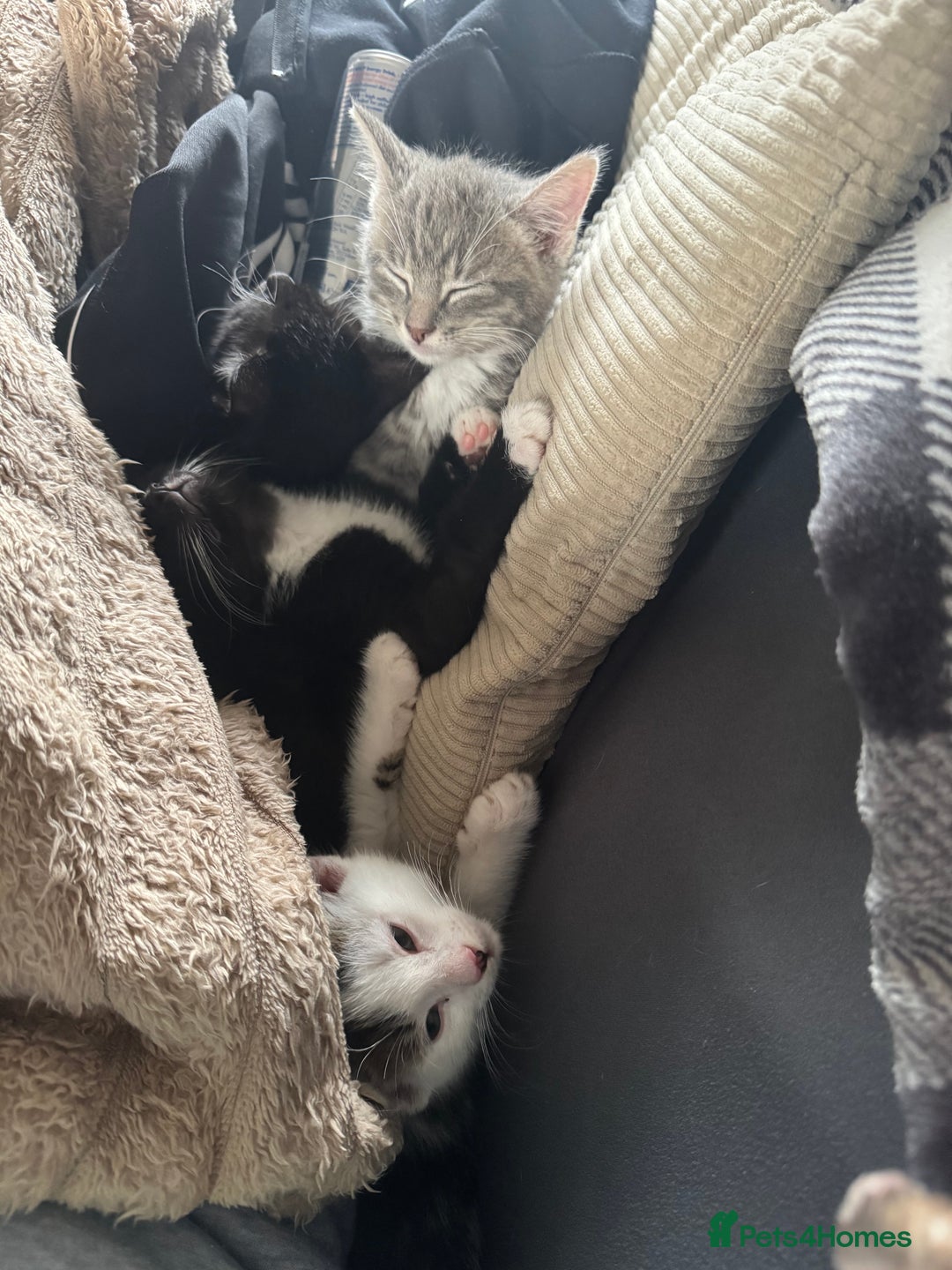 Mixed Breed cats for sale: 1 male grey and twin black girls  - Image 6