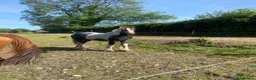 Irish Cob horses for sale: Gypsy cob  - Advert 1