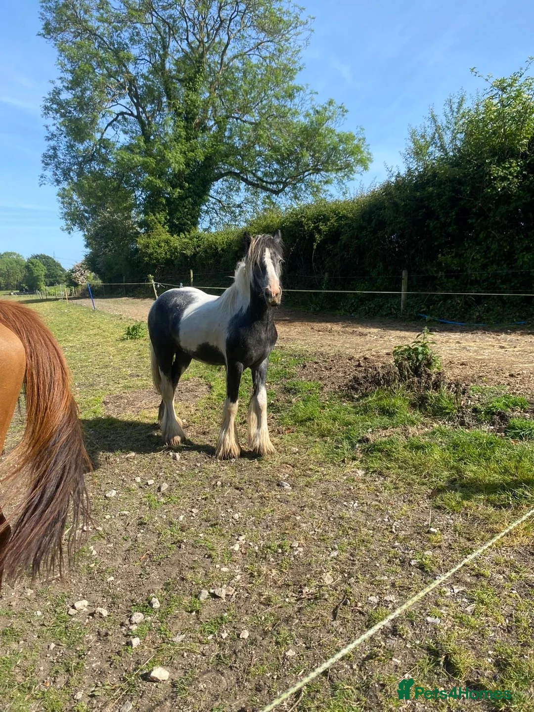 Irish Cob horses for sale: Gypsy cob  - Advert 1