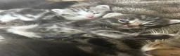 Mixed Breed cats for sale: 7 beautiful kittens ready from a loving home in Huddersfield - Advert 10
