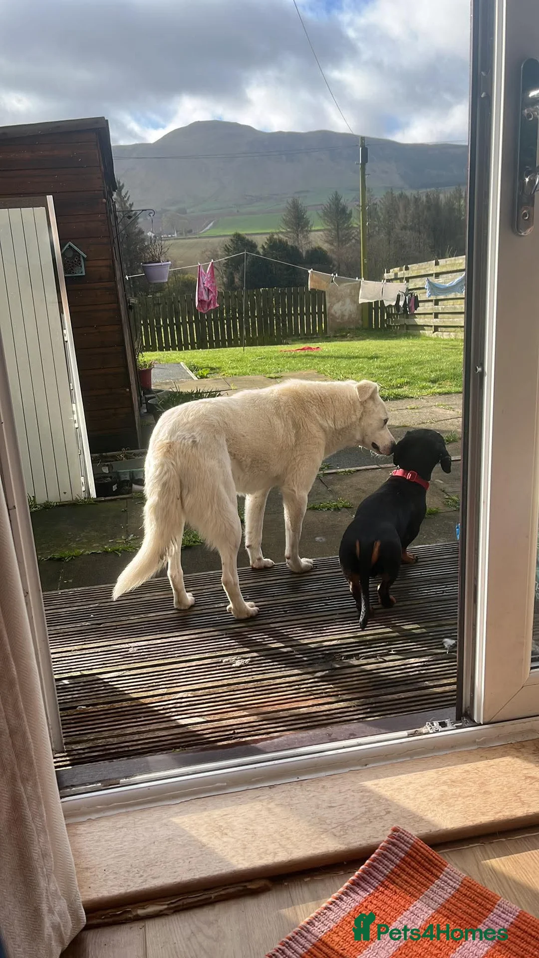 Mixed Breed dogs for adoption: Macy Moo - Advert 5