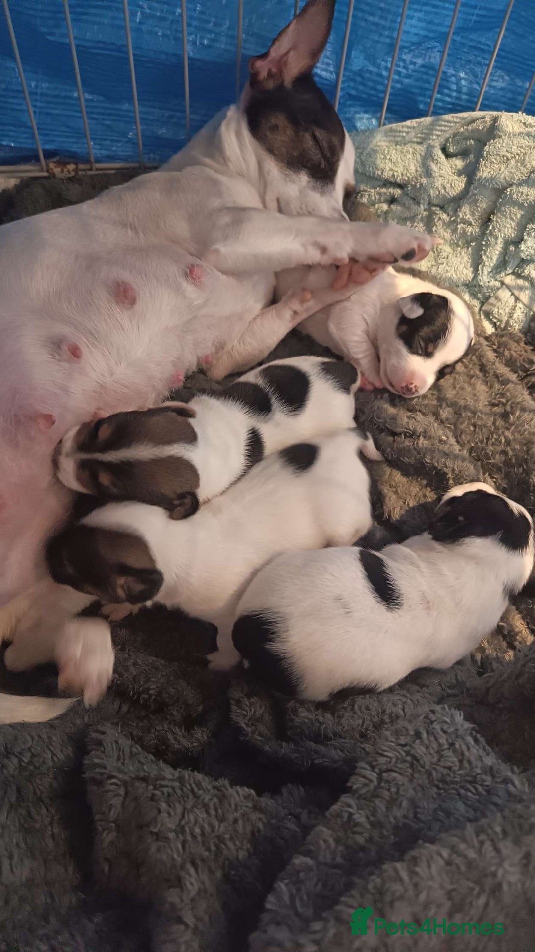 Jack Russell dogs for sale: Jack russle pups for sale - Advert 13