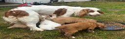 Clumber Spaniel dogs for sale: Clumber Spaniel puppies - Advert 4