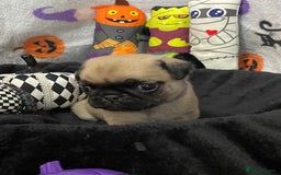 Pug dogs for sale: Pretty Female Pug Puppies x2 HEALTHY & HAPPY  - Image 9