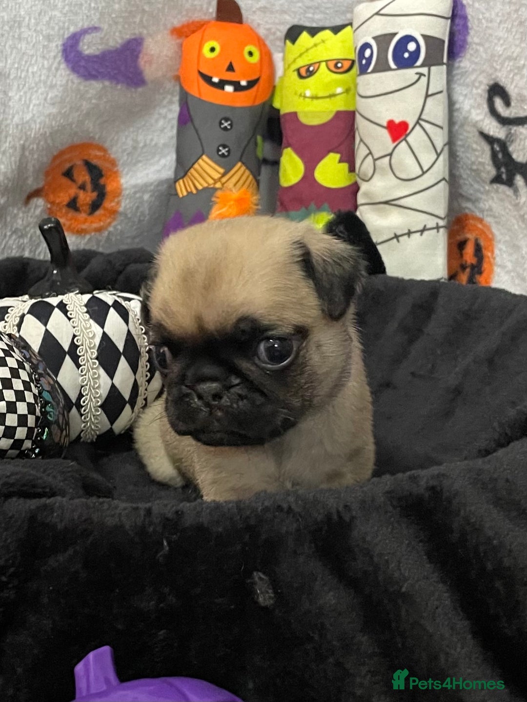 Pug dogs for sale: Pretty Female Pug Puppies x2 HEALTHY & HAPPY  - Image 9