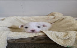 Bichon Frise dogs for sale: Beautiful bichon frise puppies - Image 3