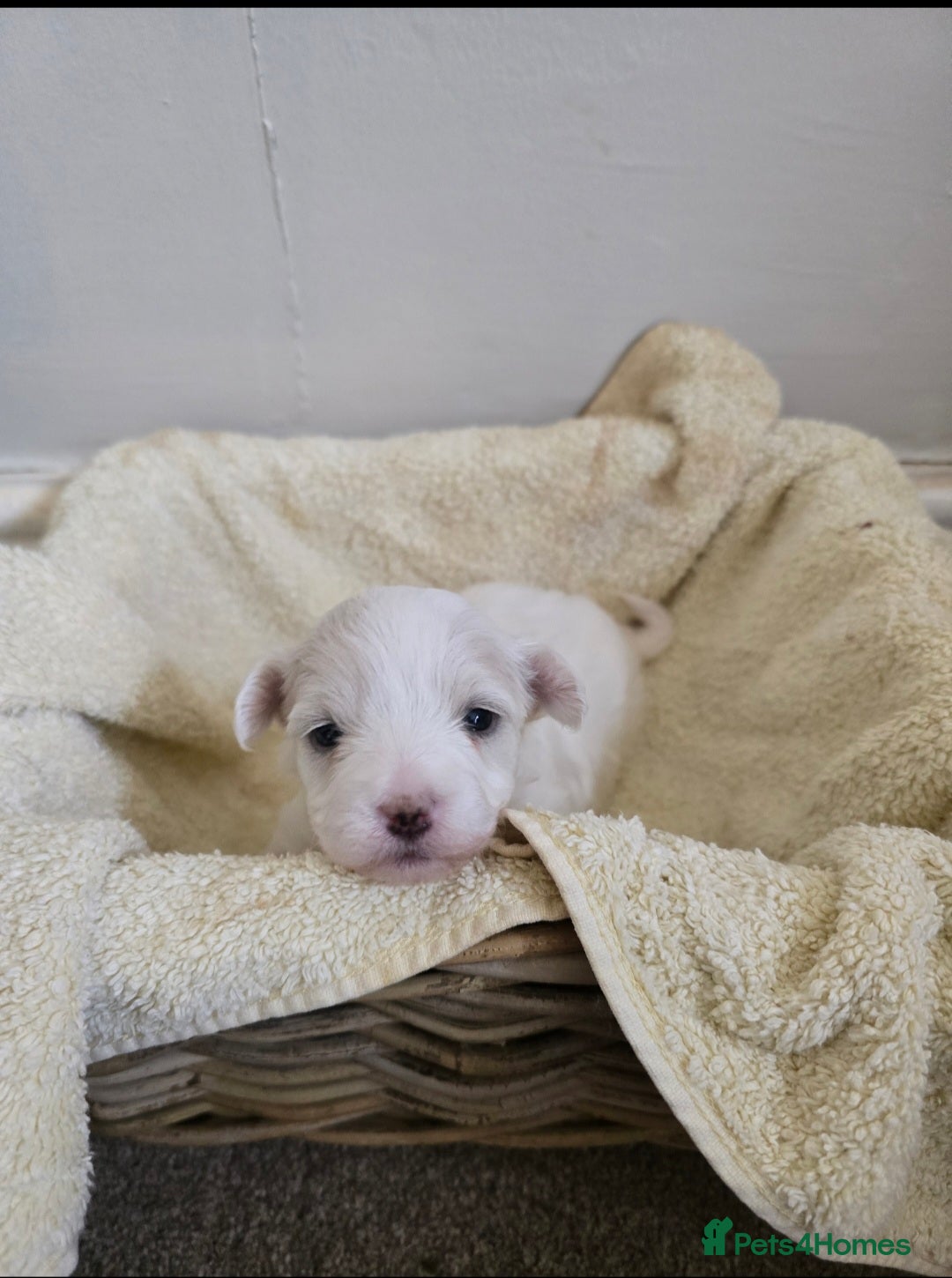 Bichon Frise dogs for sale: Beautiful bichon frise puppies - Image 3